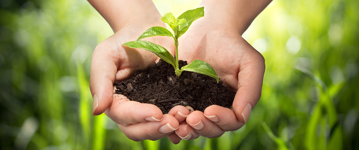 hands holding a new plant